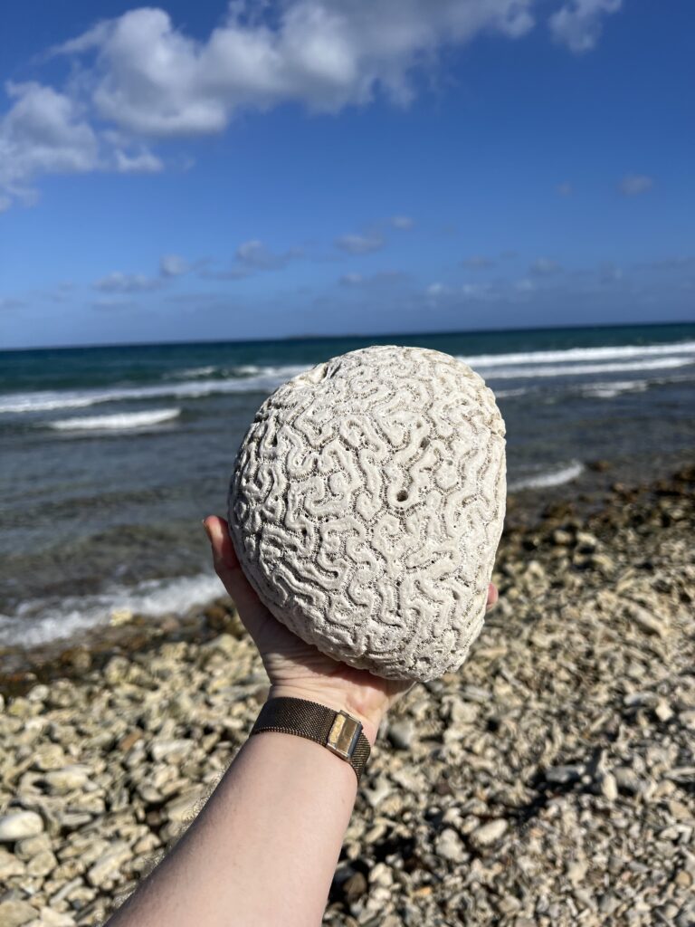 Holding a piece of brain coral found on Limestone Beach at Water Island